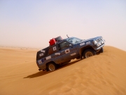Honey Badger on sand dune